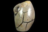Ammonite In Septarian - Madagascar #113497-2